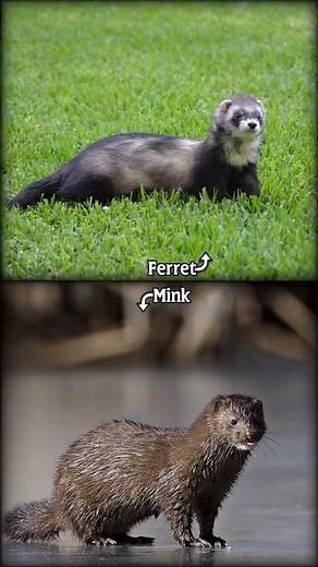 Ferret Vs Mink #shorts #animals