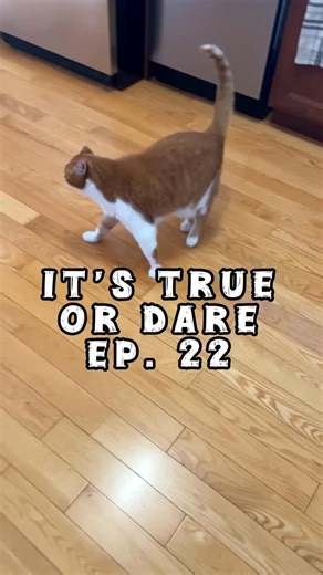 Beauty and the Bean on Instagram: "Beauty & the Bean… but Mostly Bean #ItsTrueOrDare Start your morning by waking up with Bean (the loudest orange cat you’ll ever meet) ☕️🌞 Daily chaos, dramatic meows, and Beauty judging it all 👑🐾 Follow along for a new episode every day! #beautynthebean #wakingupwithbean"