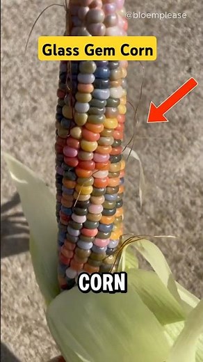 Native American Glass Gem Corn #nature
