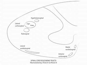 Spinal Cord Descending Pathways - Draw it to Know it - Neuroanatomy Tutorial