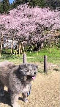 秋田犬長毛カイの周りの季節はかわりつつ