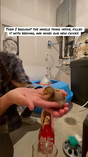 DIY kiddie pool chick brooder: less than 10 minutes, and under $25.00 to put together!