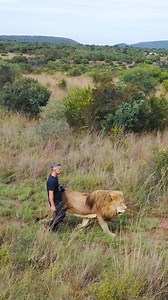 2.5M views · 63K reactions | Taking LIONS for Enrichment Walks #cat #wildlife #animals | Kevin Richardson | Facebook