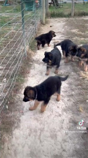 Puppies Meet a 4-Wheeler for the First Time! 🐾 Confidence Building in Action