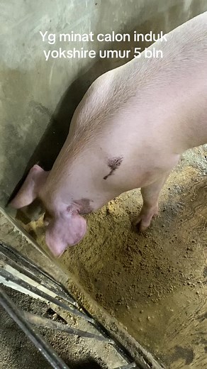 tambun cs fram on TikTok