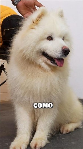 El Samoyedo es tan buena onda, que se hará amigo hasta del ladrón 😁🤣✨