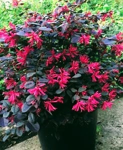 3.8K views · 52 reactions | Medicinal Shrubs 101: Chinese Witch Hazel | The Weeds and Seeds Guy | Facebook