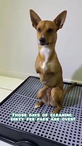 3.4K views · 14 shares | Tired of messy cleanups & unpleasant smells? 濫 Introducing Weasy Smart Potty! Our innovative solution drains pee into an eco-friendly container, eliminating odor and hassle. No more pads or grass patches needed! ONE-TIME PURCHASE = time & money saved. Plus: dry paws, easy training & cleaning. Ready to ditch traditional potty stress? | Weasy US | Facebook