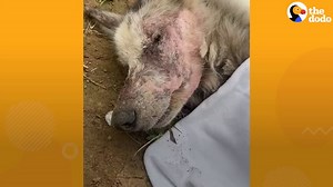 This starving Husky looked like he wasn't going to make it 😢Collapsed, emaciated, eyes sunken shut for a whole week, barely alive... rescuers weren't sure he'd survive.Then the miracle: Vet care, slow feeding, endless love → he opens those stunning bright blue eyes, grows a fluffy coat, and turns into the happiest, goofiest Husky ever!Unbelievable transformation! 🐺❤️