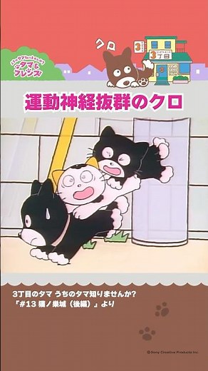 運動神経抜群のクロ【3丁目のタマ うちのタマ知りませんか？】 #Shorts