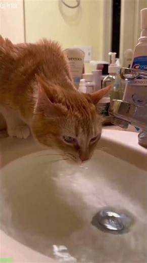 Ghost Cat chases its own tail - Pet Video ⚡ Fast Laugh!