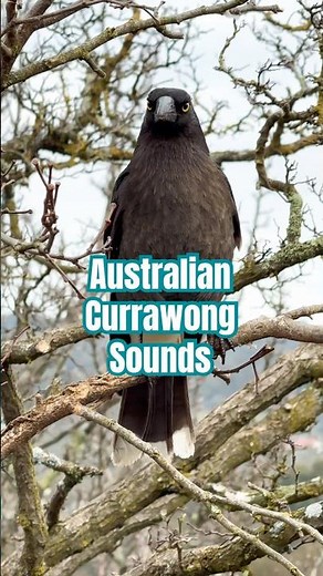 Currawong Call Australia