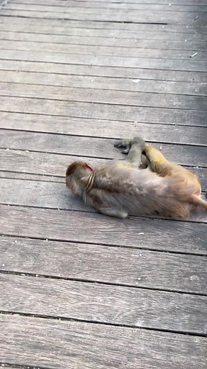 It's over#monkey #scenicspot #animal #macaque #cure #foryou | macaque monkey