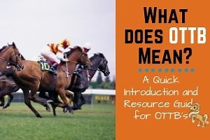 What Does OTTB Mean in the Horse World?
