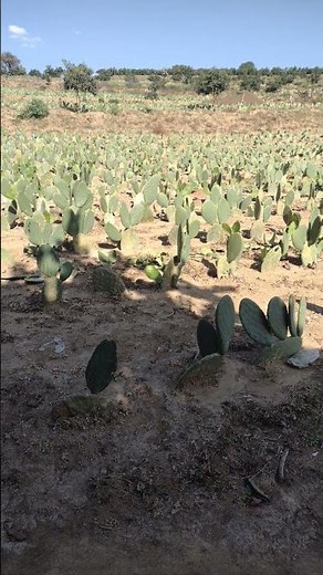 El cultivo de nopal