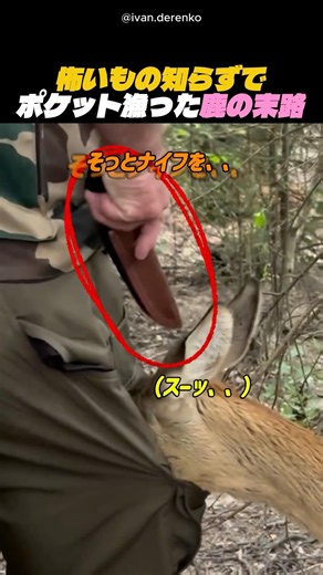 怖いもの知らずでポケット漁った鹿の末路