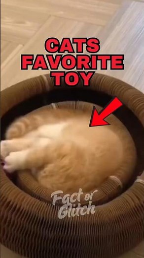Top 5 Favorite Cat Toys Every Cat Goes Crazy For 🐱 #CatToys #CatFacts #PetLovers.
