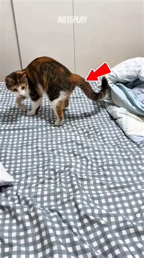 What a Cat’s Tail Really Means