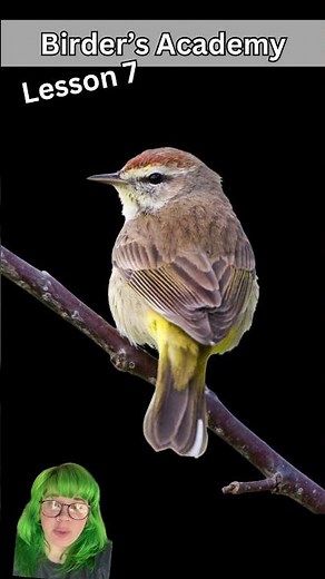 Keys to Bird ID: Behavior