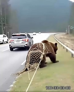 On the highway, I saw a bear tangled in a net — I stopped to help,...