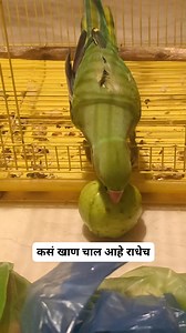 Neeta Kumbhar on Reels