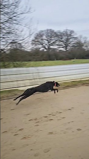 Greyhound Training at Insane Speed! 🐕💨 #dogs #wildliferescue #huntingdog #greyhound #training