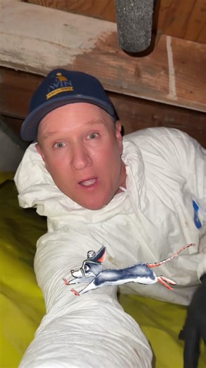 What does rat tracking powder do to Rats & mice ? #pestcontrol #rats #exterminate #rodentstoppers #twintraps