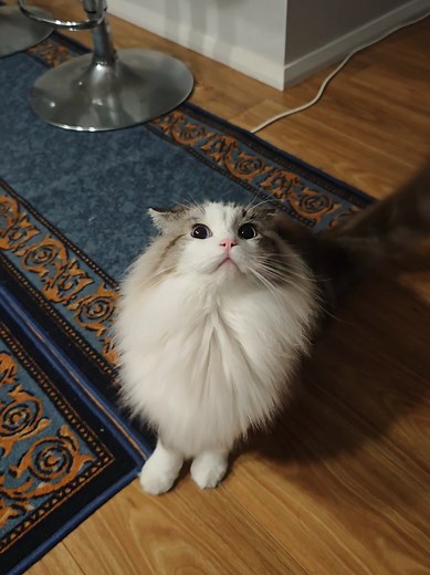 Angry Ragdoll Cat: Why My Ragdoll Acts Mad