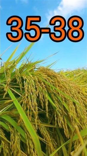 To get high yield of paddy ||agrisis seed motu paddy||