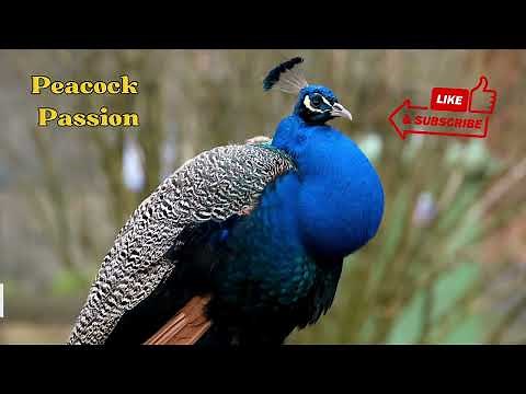 How to Build A Peacock Enclosure Part 1