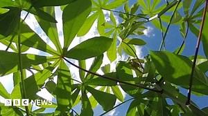 Genetic breakthrough: Crops use more sunlight to grow