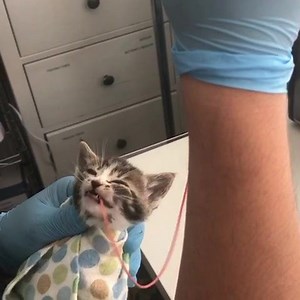 🍼Sometimes Kittens Need A Little Help with Feeding🍼 There are times when cats and kittens need assisted feeding by tube or syringe for various reasons. Sometimes an otherwise thriving kitten, for no obvious reason, will stop eating or drop weight. That was the case with this little nugget in our nursery, who needed a couple of these tube feedings to get back on track. All is fine now. Sound Up and Enjoy the cuteness😻 #kittensofinstagram #kittenrescuela #kitten #kittenrescuenursery | Kitten Re