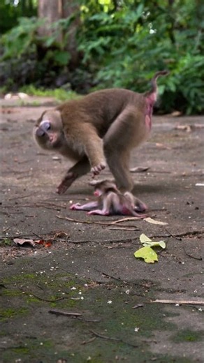 Little SARI Learns to Stand and Move on the Ground #cute #animallife #babymonkey #animals