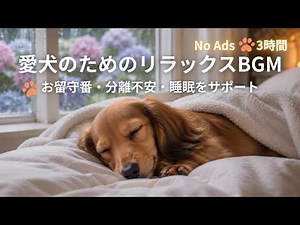 【3時間・広告なし🐾】愛犬が安心して眠るリラックスBGM｜やさしい雨音入り💧