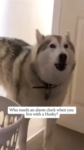 28K views · 892 reactions | The dog wakes you up in the morning #dog#funny#funnyanimals#funnypets#animals #dogsofttiktok #pet #foryou #longervideos #PetLovers #funnyanimals #ideas #funny #longervideos #funnyvideos #animal | Funny Dog | Facebook