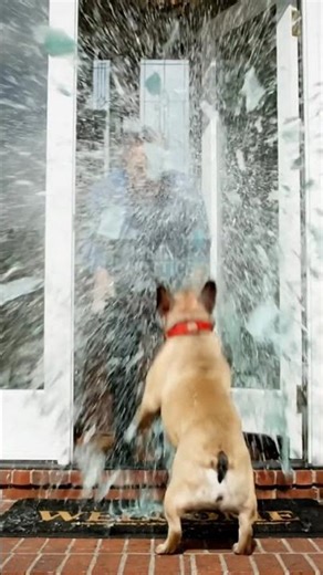 Frenchie's EXPLOSIVE Welcome Home! 💥 Diarrhea BLASTS Door, Dad KNOCKED OUT! (AI Prank)