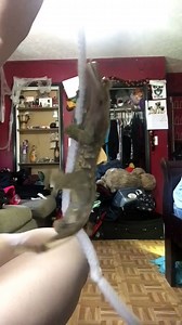 Fabulous Gecko Dancing