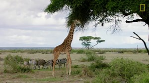 Wusstet ihr, dass Giraffen mit nur 5 Minuten Schlaf am Tag überleben können? Erfahrt weitere spannende Fakten über diese faszinierenden Kurzschläfer im Video! Mehr spannende Videos unter: www.nationalgeographic.de/video | National Geographic