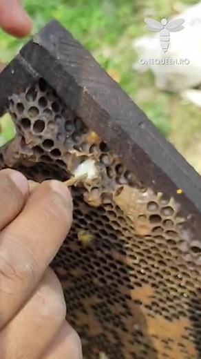 Worker Bee Life Cycle: Adult Day 6 - On the 6th day of life The baby bee activates Some special head glands Used to create royal jelly | OneQueen.ro