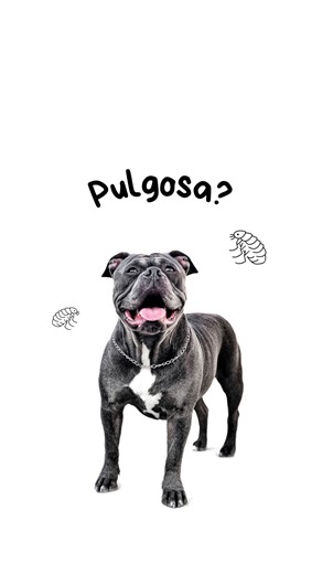 5.2K views · 4.6K reactions | El scanner de DOGTOK resultó más efectivo de lo que pensaba  #dogtok #dogtokapp #doglover #scanner #trend #khambathebully #dogmom #mamáperruna | Khamba y Flor | Facebook