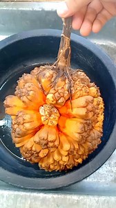 3.3K views · 26 reactions | Edible Exotic fruit #exoticfruit #fruits #edibles #wildfruit #fruitlover #fypシ #viralfood | Probinsyanos Man | Facebook