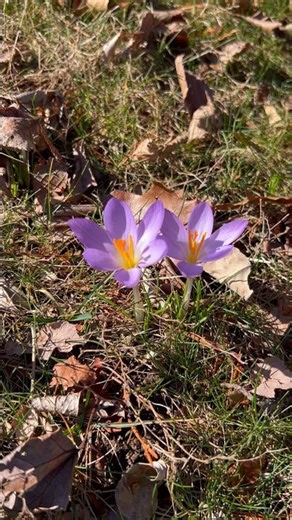 Crocus Flowers Usher in Spring