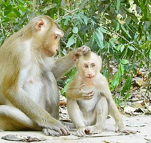 25K views · 804 reactions | Best Footage Of Luna and Her Beloved Baby Luci, At The Beginning Luna Show Her Antipathy But Towards Middle and The End Luna Strongly Expressed Her Love and Responsibility to Baby Lucie | Story History | Facebook