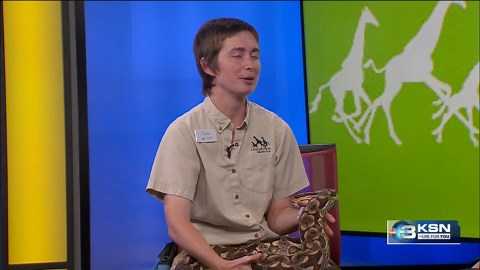 Meet Mowgli: Tanganyika Wildlife Park brings a dumeril’s boa to KSN