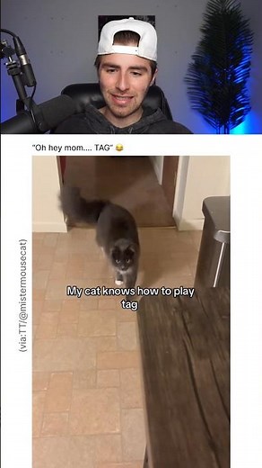 THIS CAT KNOWS HOW TO PLAY TAG.. 😭