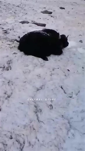 18K views · 163 reactions | Man saved his yak from snow leopard #snowleopard | Gilgit Baltistan updates | Facebook