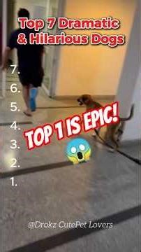 Top7 Most Dramatic Dogs That Will Make You Cry Laughing #shorts