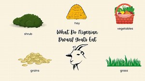 What do Nigerian dwarf goats eat?
