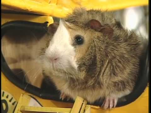 Hammy the Hamster Vol 3 Ep 2
