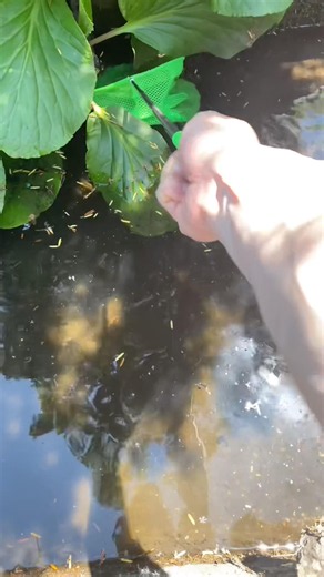 Draining the pond and changing the water. #pondwater #pondcleaning #biotope